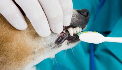 How To Brush Your Pet’s Teeth | Vet Support Materials