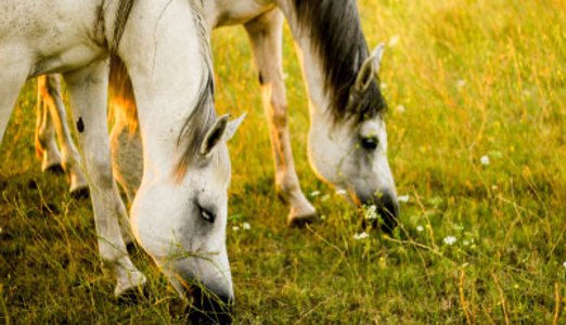 Preventing & Removing Ticks from Horses